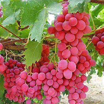 Grape Fruit Seeds for Planting - Dark Pink Color Variety, Ideal for Home Garden, Heirloom Seeds